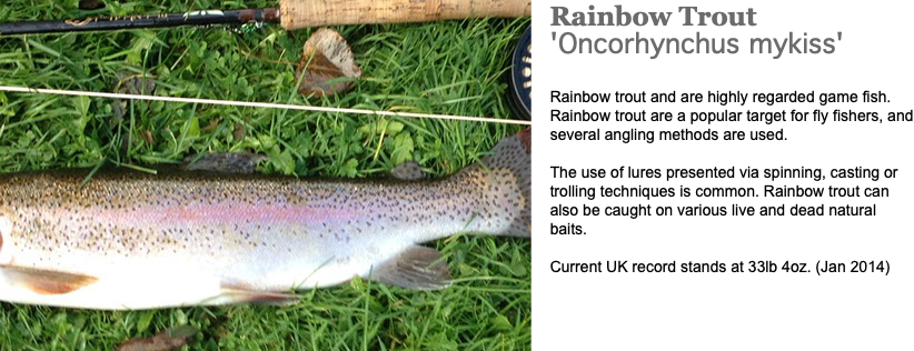 ﷯Rainbow Trout 'Oncorhynchus mykiss' Rainbow trout and are highly regarded game fish. Rainbow trout are a popular target for fly fishers, and several angling methods are used. The use of lures presented via spinning, casting or trolling techniques is common. Rainbow trout can also be caught on various live and dead natural baits. Current UK record stands at 33lb 4oz. (Jan 2014)