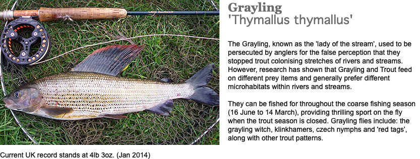 ﷯Grayling 'Thymallus thymallus' The Grayling, known as the 'lady of the stream', used to be persecuted by anglers for the false perception that they stopped trout colonising stretches of rivers and streams. However, research has shown that Grayling and Trout feed on different prey items and generally prefer different microhabitats within rivers and streams. They can be fished for throughout the coarse fishing season (16 June to 14 March), providing thrilling sport on the fly when the trout season is closed. Grayling flies include: the grayling witch, klinkhamers, czech nymphs and 'red tags', along with other trout patterns. Current UK record stands at 4lb 3oz. (Jan 2014)