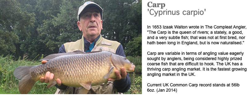 ﷯Carp 'Cyprinus carpio' In 1653 Izaak Walton wrote in The Compleat Angler, "The Carp is the queen of rivers; a stately, a good, and a very subtle fish; that was not at first bred, nor hath been long in England, but is now naturalised." Carp are variable in terms of angling value eagerly sought by anglers, being considered highly prized coarse fish that are difficult to hook. The UK has a thriving carp angling market. It is the fastest growing angling market in the UK. Current UK Common Carp record stands at 56lb 6oz. (Jan 2014)