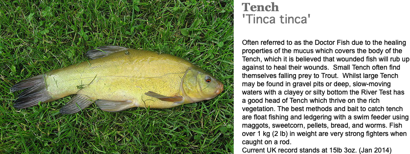 ﷯Tench 'Tinca tinca' Often referred to as the Doctor Fish due to the healing properties of the mucus which covers the body of the Tench, which it is believed that wounded fish will rub up against to heal their wounds. Small Tench often find themselves falling prey to Trout. Whilst large Tench may be found in gravel pits or deep, slow-moving waters with a clayey or silty bottom the River Test has a good head of Tench which thrive on the rich vegetation. The best methods and bait to catch tench are float fishing and ledgering with a swim feeder using maggots, sweetcorn, pellets, bread, and worms. Fish over 1 kg (2 lb) in weight are very strong fighters when caught on a rod. Current UK record stands at 15lb 3oz. (Jan 2014)