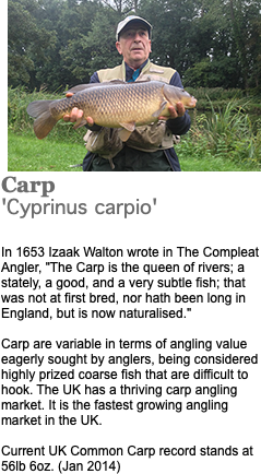 ﷯Carp 'Cyprinus carpio' In 1653 Izaak Walton wrote in The Compleat Angler, "The Carp is the queen of rivers; a stately, a good, and a very subtle fish; that was not at first bred, nor hath been long in England, but is now naturalised." Carp are variable in terms of angling value eagerly sought by anglers, being considered highly prized coarse fish that are difficult to hook. The UK has a thriving carp angling market. It is the fastest growing angling market in the UK. Current UK Common Carp record stands at 56lb 6oz. (Jan 2014)
