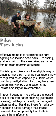 ﷯Pike 'Esox lucius' Effective methods for catching this hard-fighting fish include dead baits, lure fishing, and jerk baiting. They are prized as game fish for their determined fighting. Fly fishing for pike is another eligible way of catching these fish, and the float tube is now recognized as an especially suitable water craft for pike fly-fishing. Also they have been caught this way by using patterns that imitate small fry or invertebrates. In recent decades, more pike are released back to the water after catching (catch and release), but they can easily be damaged when handled. Handling those fish with dry hands can easily damage their mucus-covered skin and possibly lead to their deaths from infections.