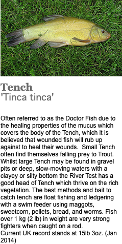 ﷯Tench 'Tinca tinca' Often referred to as the Doctor Fish due to the healing properties of the mucus which covers the body of the Tench, which it is believed that wounded fish will rub up against to heal their wounds. Small Tench often find themselves falling prey to Trout. Whilst large Tench may be found in gravel pits or deep, slow-moving waters with a clayey or silty bottom the River Test has a good head of Tench which thrive on the rich vegetation. The best methods and bait to catch tench are float fishing and ledgering with a swim feeder using maggots, sweetcorn, pellets, bread, and worms. Fish over 1 kg (2 lb) in weight are very strong fighters when caught on a rod. Current UK record stands at 15lb 3oz. (Jan 2014)