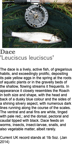 ﷯Dace 'Leuciscus leuciscus' The dace is a lively, active fish, of gregarious habits, and exceedingly prolific, depositing its pale yellow eggs in the spring at the roots of aquatic plants or in the gravelly beds of the shallow, flowing streams it frequents. In appearance it closely resembles the Roach in both size and shape, with the head and back of a dusky blue colour and the sides of a shining silvery aspect, with numerous dark lines running along the course of the scales. The ventral and anal fins are white, tinged with pale red,; and the dorsal, pectoral and caudal tipped with black. Dace feeds on worms, insects, insect-larvae, snails, and also vegetable matter, albeit rarely. Current UK record stands at 1lb 5oz. (Jan 2014)