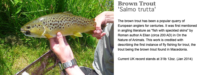 ﷯Brown Trout 'Salmo trutta' The brown trout has been a popular quarry of European anglers for centuries. It was first mentioned in angling literature as "fish with speckled skins" by Roman author A Elian (circa 200 AD) in On the Nature of Animals. This work is credited with describing the first instance of fly fishing for trout, the trout being the brown trout found in Macedonia. Current UK record stands at 31lb 12oz. (Jan 2014)