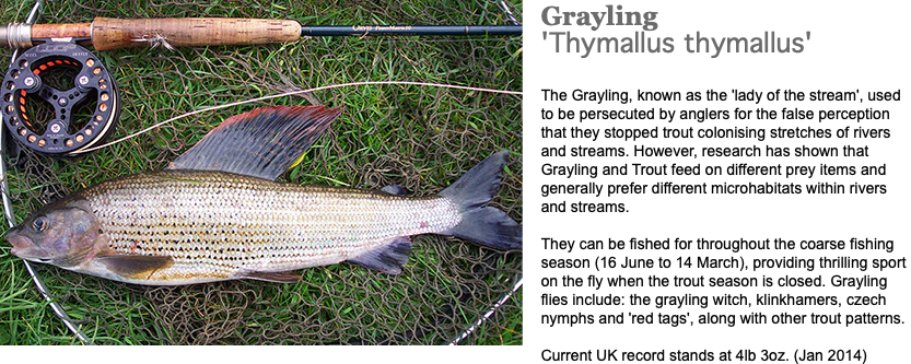 ﷯Grayling 'Thymallus thymallus' The Grayling, known as the 'lady of the stream', used to be persecuted by anglers for the false perception that they stopped trout colonising stretches of rivers and streams. However, research has shown that Grayling and Trout feed on different prey items and generally prefer different microhabitats within rivers and streams. They can be fished for throughout the coarse fishing season (16 June to 14 March), providing thrilling sport on the fly when the trout season is closed. Grayling flies include: the grayling witch, klinkhamers, czech nymphs and 'red tags', along with other trout patterns. Current UK record stands at 4lb 3oz. (Jan 2014)