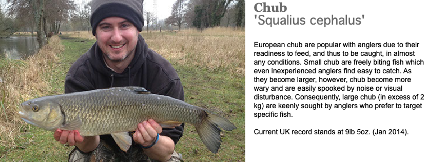 ﷯Chub 'Squalius cephalus' European chub are popular with anglers due to their readiness to feed, and thus to be caught, in almost any conditions. Small chub are freely biting fish which even inexperienced anglers find easy to catch. As they become larger, however, chub become more wary and are easily spooked by noise or visual disturbance. Consequently, large chub (in excess of 2 kg) are keenly sought by anglers who prefer to target specific fish. Current UK record stands at 9lb 5oz. (Jan 2014).