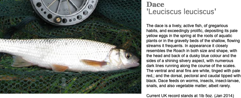 ﷯Dace 'Leuciscus leuciscus' The dace is a lively, active fish, of gregarious habits, and exceedingly prolific, depositing its pale yellow eggs in the spring at the roots of aquatic plants or in the gravelly beds of the shallow, flowing streams it frequents. In appearance it closely resembles the Roach in both size and shape, with the head and back of a dusky blue colour and the sides of a shining silvery aspect, with numerous dark lines running along the course of the scales. The ventral and anal fins are white, tinged with pale red,; and the dorsal, pectoral and caudal tipped with black. Dace feeds on worms, insects, insect-larvae, snails, and also vegetable matter, albeit rarely. Current UK record stands at 1lb 5oz. (Jan 2014)