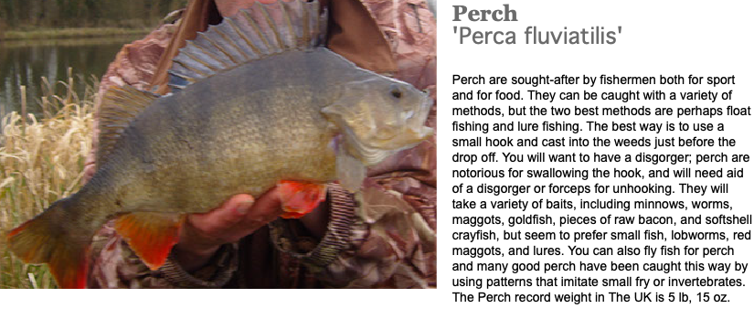 ﷯Perch 'Perca fluviatilis' Perch are sought-after by fishermen both for sport and for food. They can be caught with a variety of methods, but the two best methods are perhaps float fishing and lure fishing. The best way is to use a small hook and cast into the weeds just before the drop off. You will want to have a disgorger; perch are notorious for swallowing the hook, and will need aid of a disgorger or forceps for unhooking. They will take a variety of baits, including minnows, worms, maggots, goldfish, pieces of raw bacon, and softshell crayfish, but seem to prefer small fish, lobworms, red maggots, and lures. You can also fly fish for perch and many good perch have been caught this way by using patterns that imitate small fry or invertebrates. The Perch record weight in The UK is 5 lb, 15 oz.